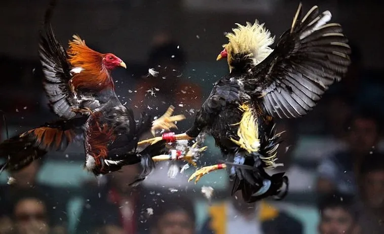 Tuyệt Chiêu Soi Kèo Cách Chơi Đá Gà Sabong Tại V9Bet Bất Bại 1 Tuyệt Chiêu Soi Kèo Cách Chơi Đá Gà Sabong Tại V9Bet Bất Bại