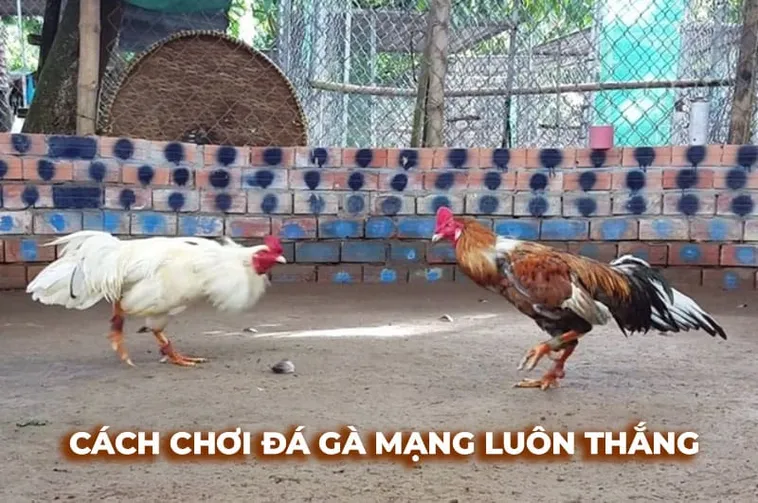Tuyệt Chiêu Soi Kèo Cách Chơi Đá Gà Sabong Tại V9Bet Bất Bại 2 Tuyệt Chiêu Soi Kèo Cách Chơi Đá Gà Sabong Tại V9Bet Bất Bại